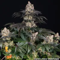 Gelato Strain von Barneys Farm
...