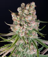 Typ: Autoflowering-Sorte

GMO ...