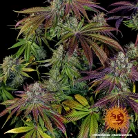 Der Mimosa EVO Strain von Barney...
