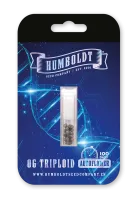 OG Triploid Autoflower Samen

...