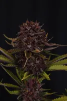 SKU
			FB-PULERF3-AUTO-FEM
		
...