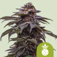 Tropicana Cookies Purple x OG Ku...